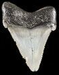 Serrated Angustidens Tooth - Megalodon Ancestor #45820-1